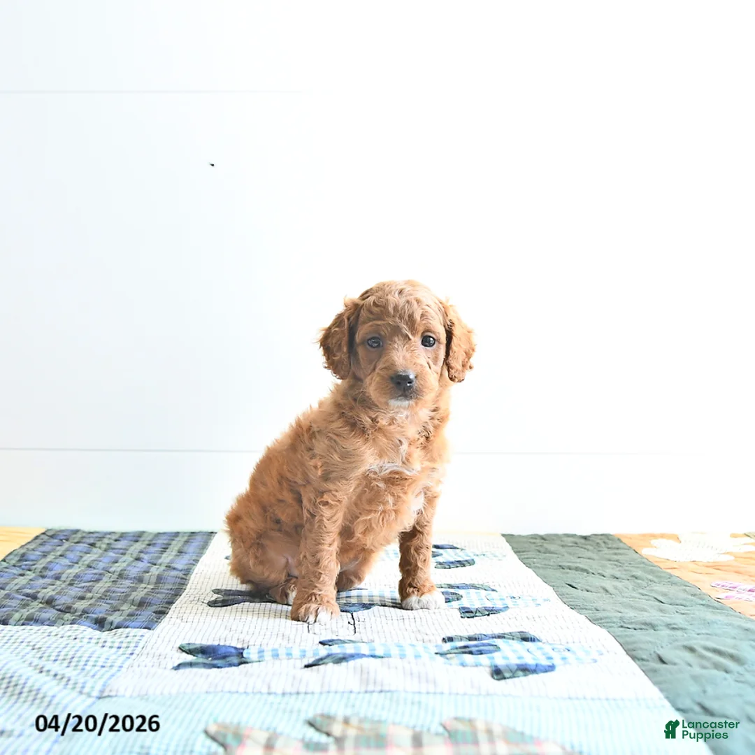 Mini Goldendoodle dogs for sale: Erin - Ad 2