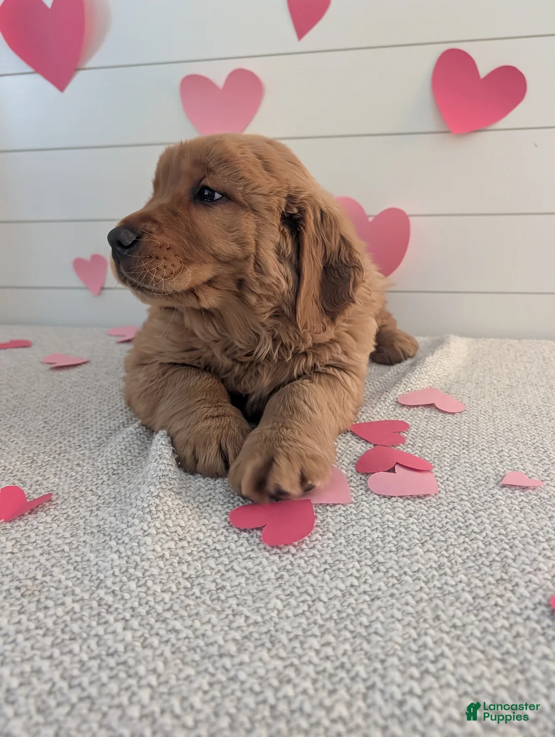 Golden Retriever dogs for sale: Duke  - Ad 6