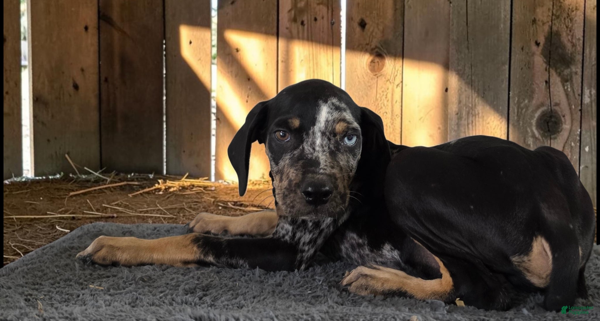 Catahoula Leopard Dog dogs Gypsie 2026 Male 2 - Ad 11