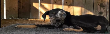 Gypsie 2026 Male 2