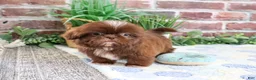 Shih Tzu dogs for sale: Diego - Ad 2