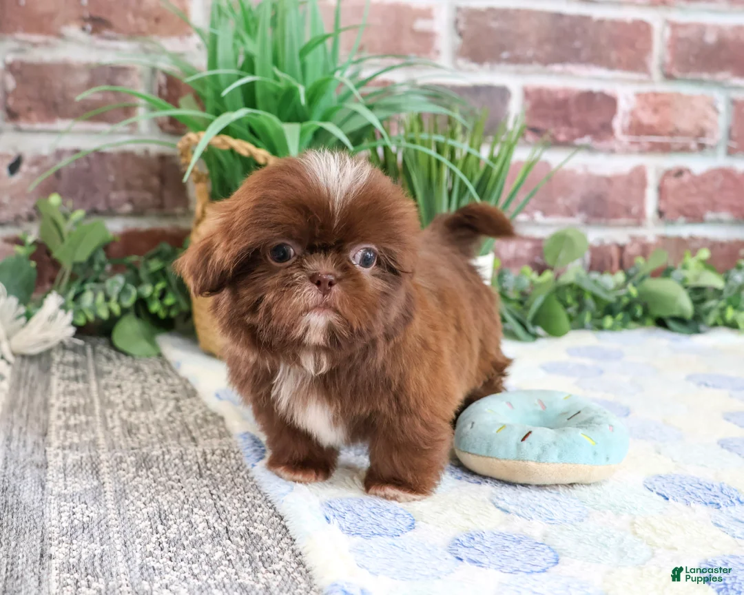 Shih Tzu dogs for sale: Diego - Ad 2