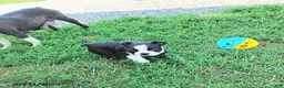 Boston Terrier dogs for sale: Roselyn - Ad 13