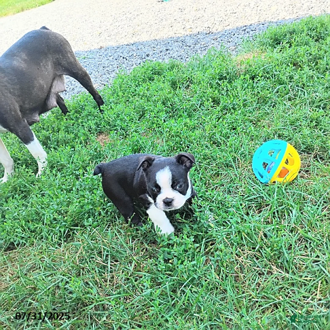 Boston Terrier dogs for sale: Roselyn - Ad 13