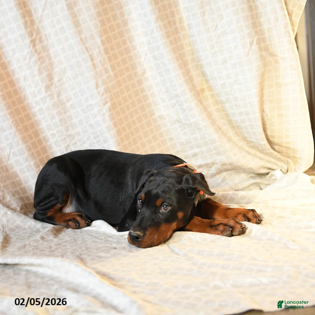 Doberman Pinscher dogs for sale: Rufus - Ad 3