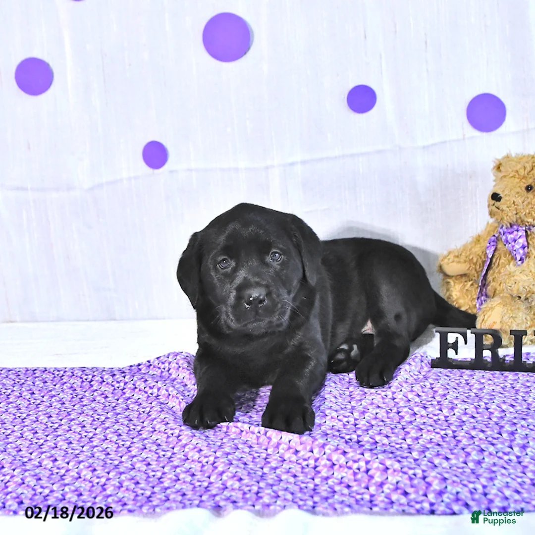 Labrador Retriever dogs for sale: Prissy - Ad 1