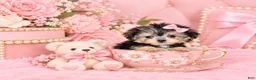 Morkie dogs for sale: Morkie 1 - Ad 1