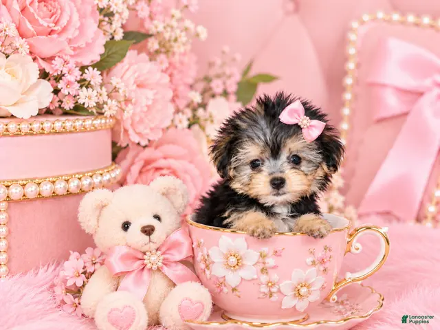 Morkie dogs for sale: Morkie 1 - Ad 1