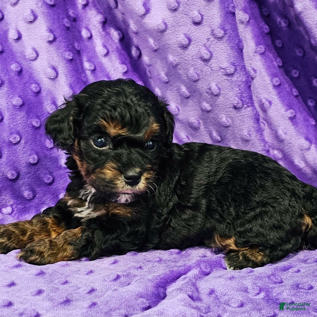 Mixed Breed dogs for sale: Davis - Ad 2