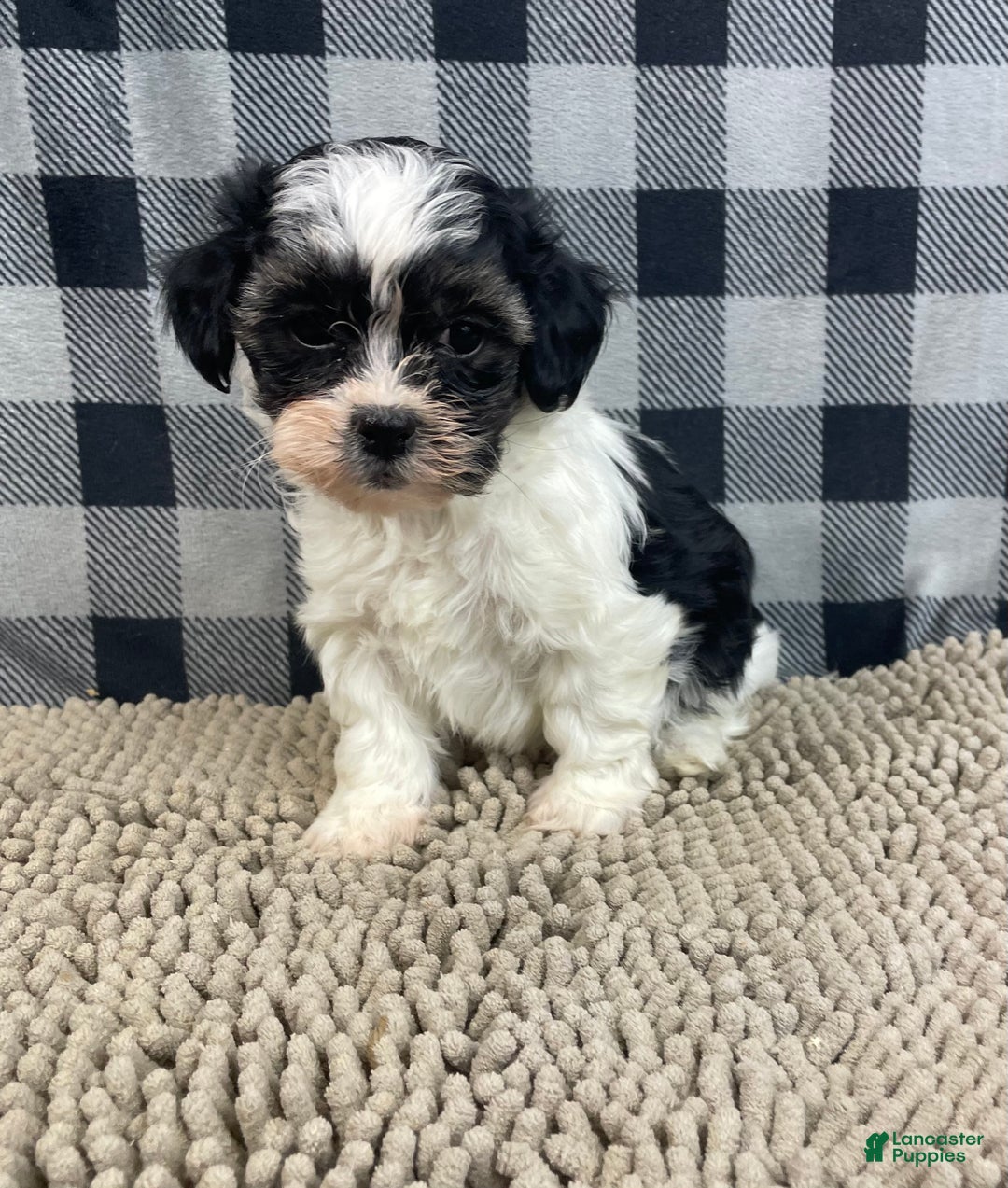 Teddy Bear dogs for sale: Jade - Ad 1