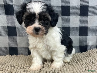 Teddy Bear dogs Jade - Ad 34