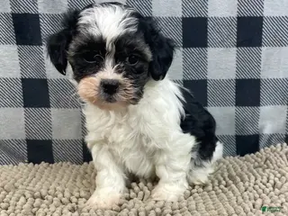 Teddy Bear dogs Jade - Ad 42