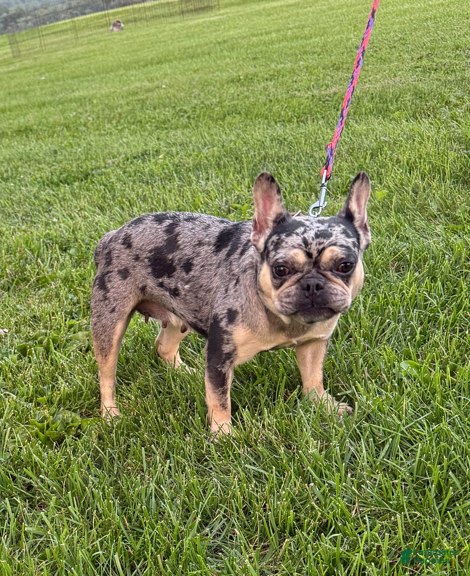 French Bulldog dogs for sale: Webb's Supreme Versace  - Ad 2