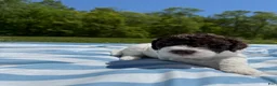 Lagotto Romagnolo dogs for sale: Lagotto Romagnolo Puppy 1 - Ad 4