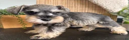 Miniature Schnauzer dogs for sale: Teddy - Ad 7