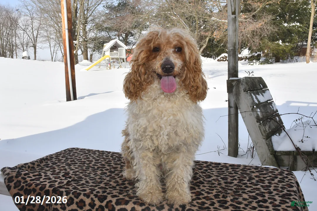 Miniature Poodle dogs for sale: Rosko - Ad 2