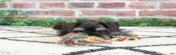 Miniature Schnauzer dogs for sale: Otto  - Ad 1
