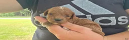 Cavapoo dogs for sale: Finn - Ad 5