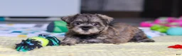 Miniature Schnauzer dogs for sale: Josie - Ad 7