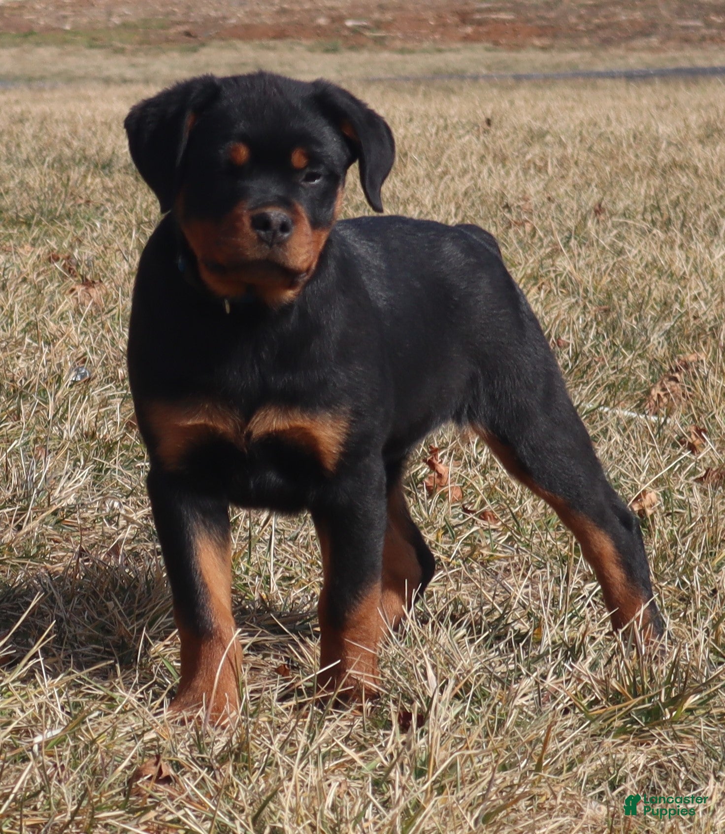 Rottweiler dogs Ali - Ad 1