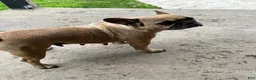 French Bulldog dogs for sale: Savannah - Ad 6