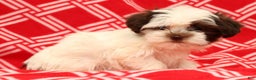 Havanese dogs for sale: Bella - Ad 4