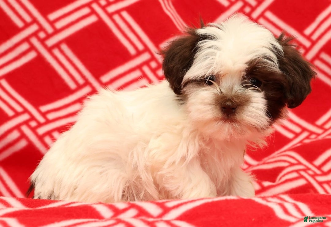 Havanese dogs for sale: Bella - Ad 4
