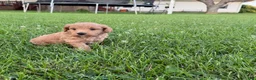 Mini Goldendoodle dogs for sale: Lexi Mini Goldendoodle  - Ad 14