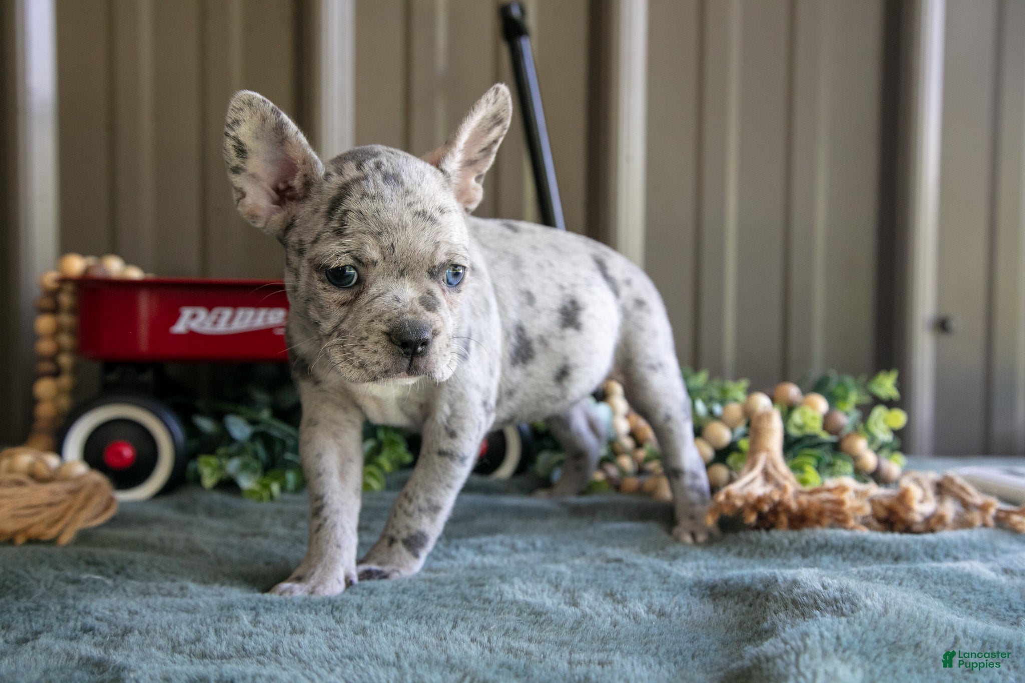Mixed Breed dogs Beauty - Ad 2