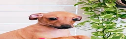 Italian Greyhound dogs for sale: Sebastian - Ad 3