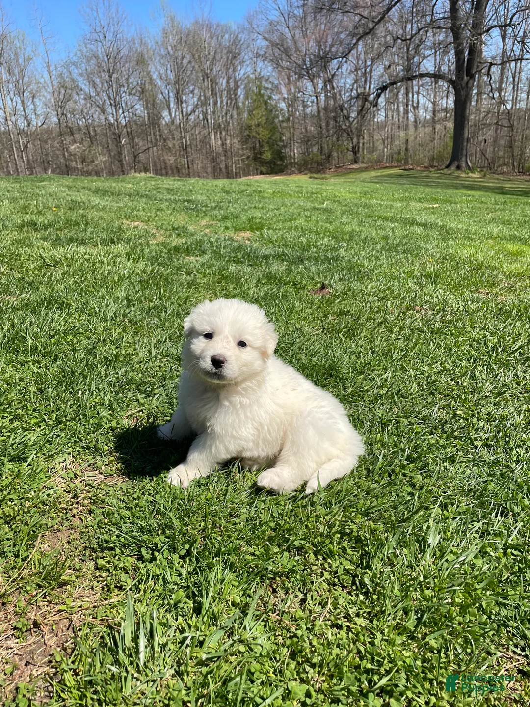 Mixed Breed dogs for sale: Sweet Pea - Ad 1