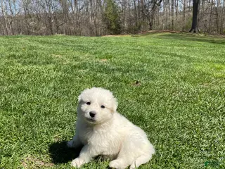 Mixed Breed dogs for sale: Sweet Pea - Ad 3