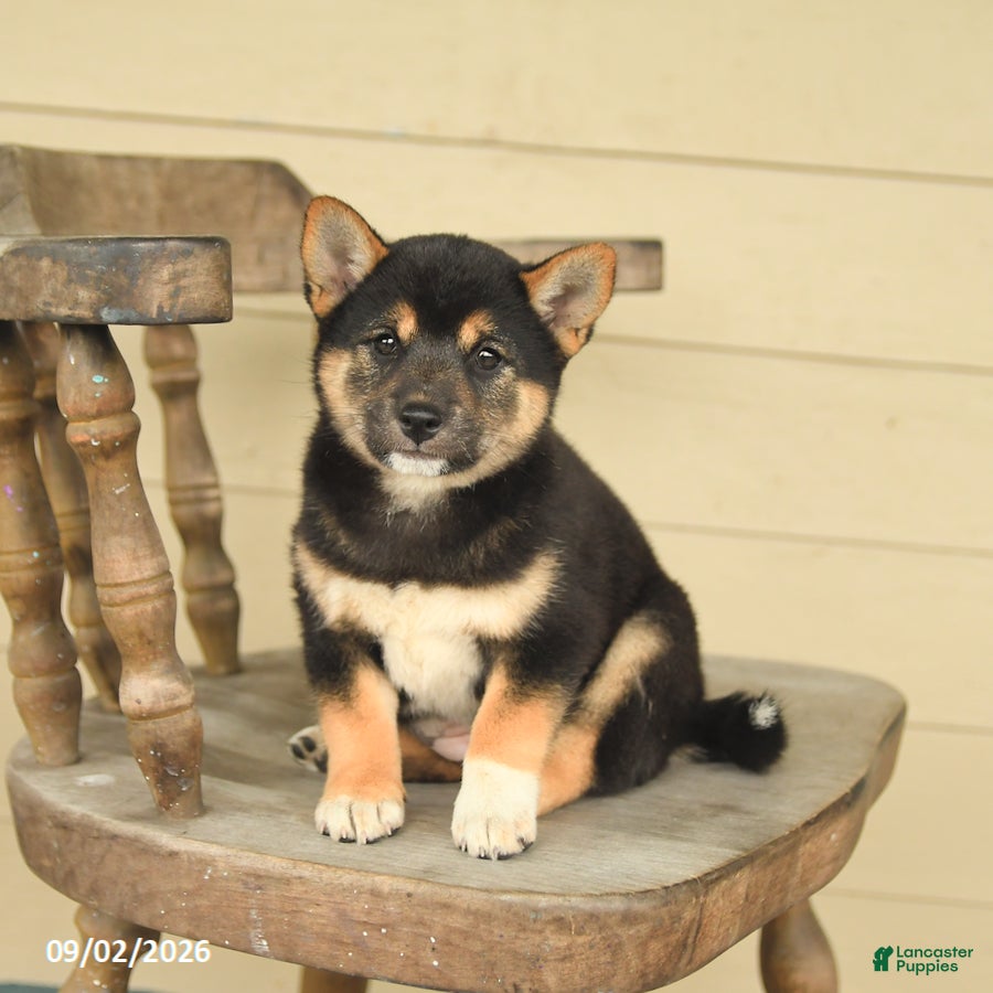 Shiba Inu dogs Lily - Ad 2