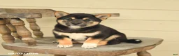 Shiba Inu dogs for sale: Lily - Ad 2