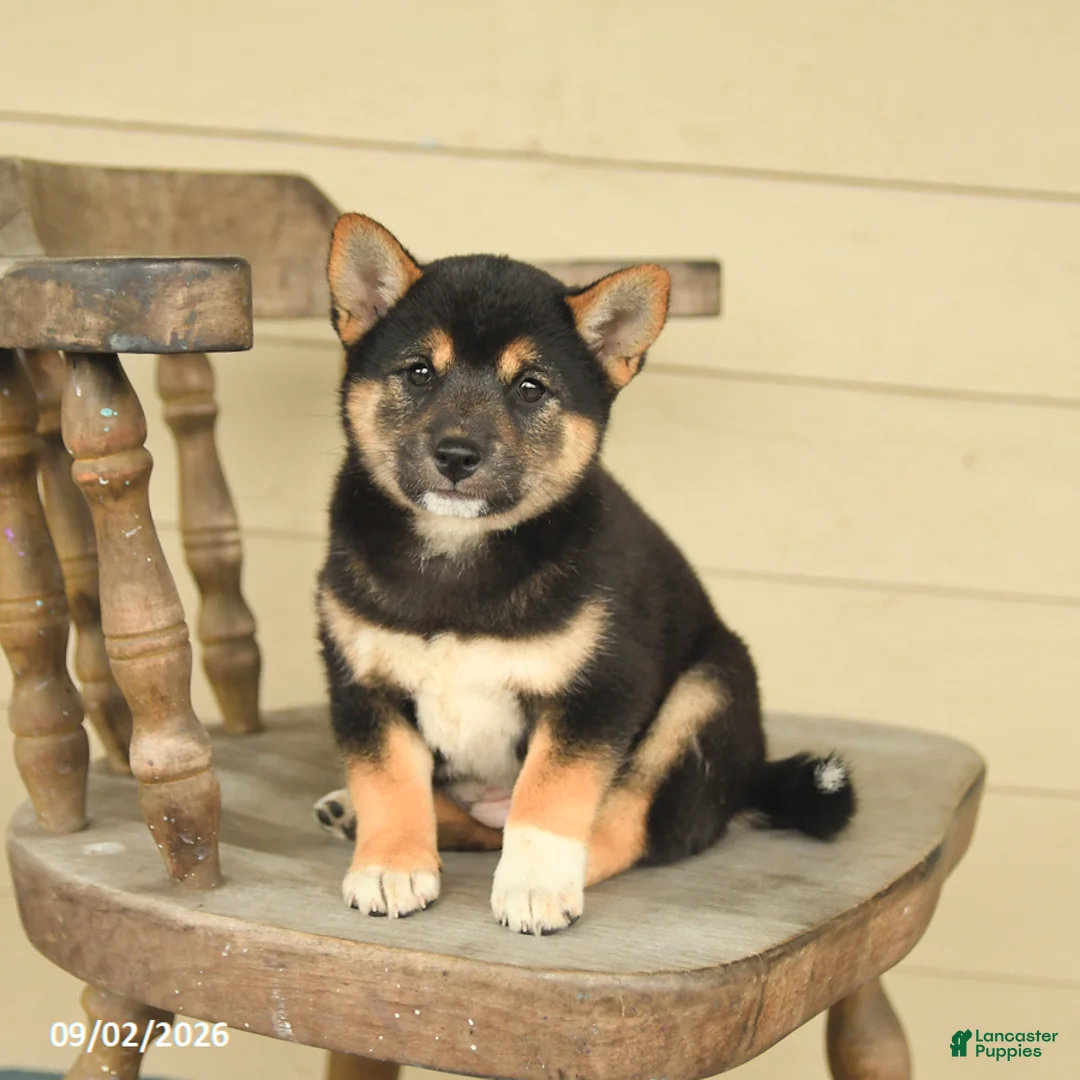 Shiba Inu dogs for sale: Lily - Ad 2