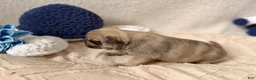 Pug dogs for sale: Pug Puppy 1 Canelo  - Ad 1