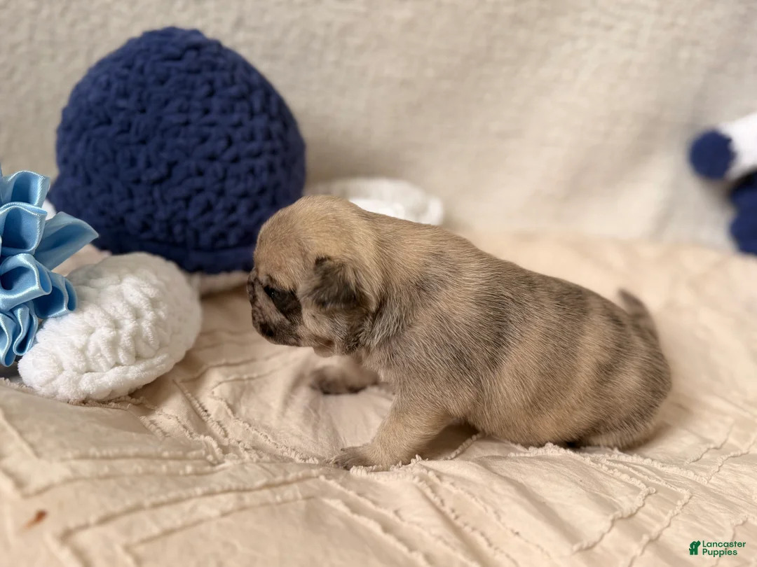 Pug dogs for sale: Pug Puppy 1 Canelo  - Ad 1