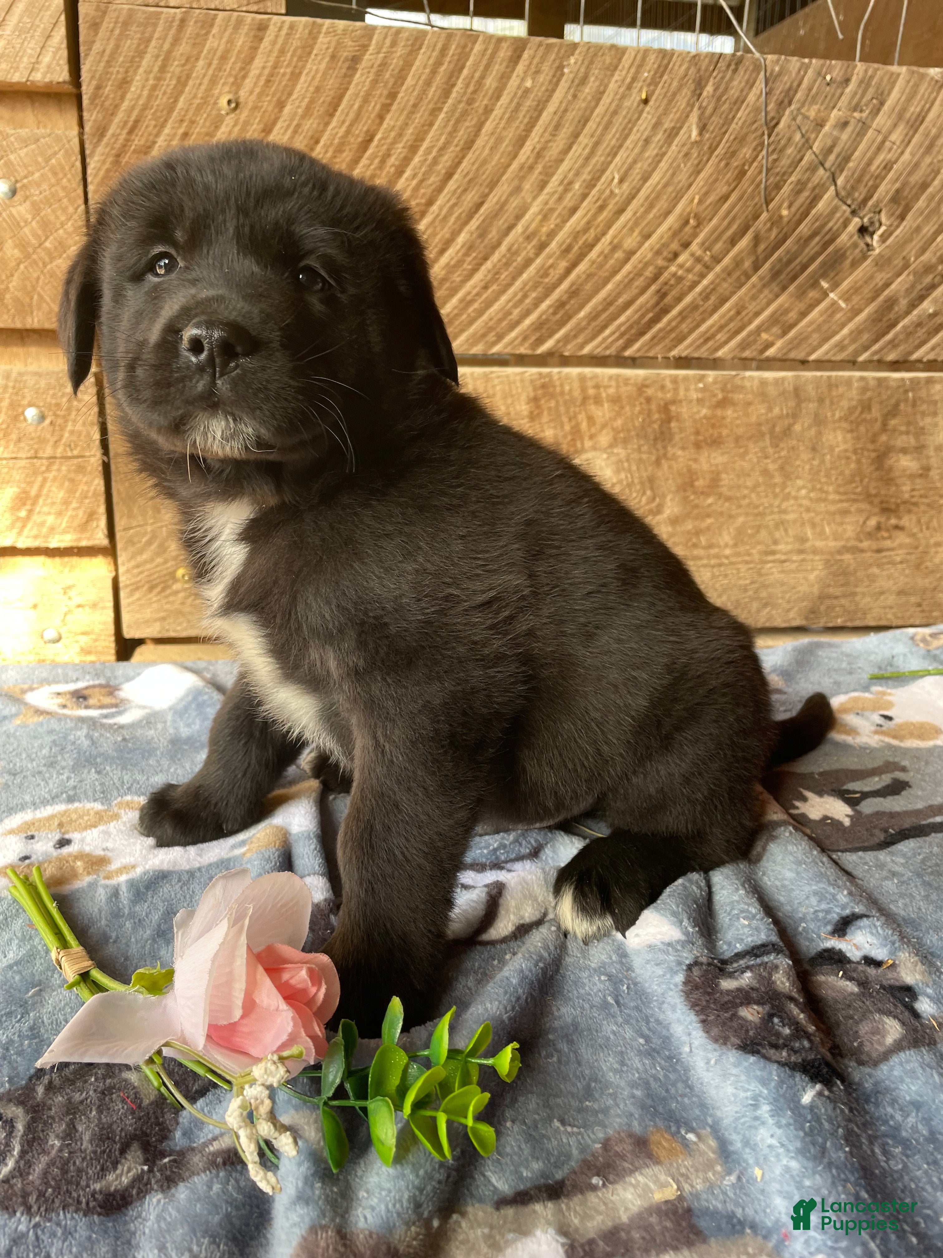 Mixed Breed dogs Aspen - Ad 24