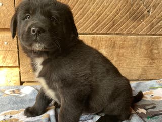 Mixed Breed dogs Aspen - Ad 31