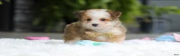 Mixed Breed dogs for sale: Scout  - Ad 5