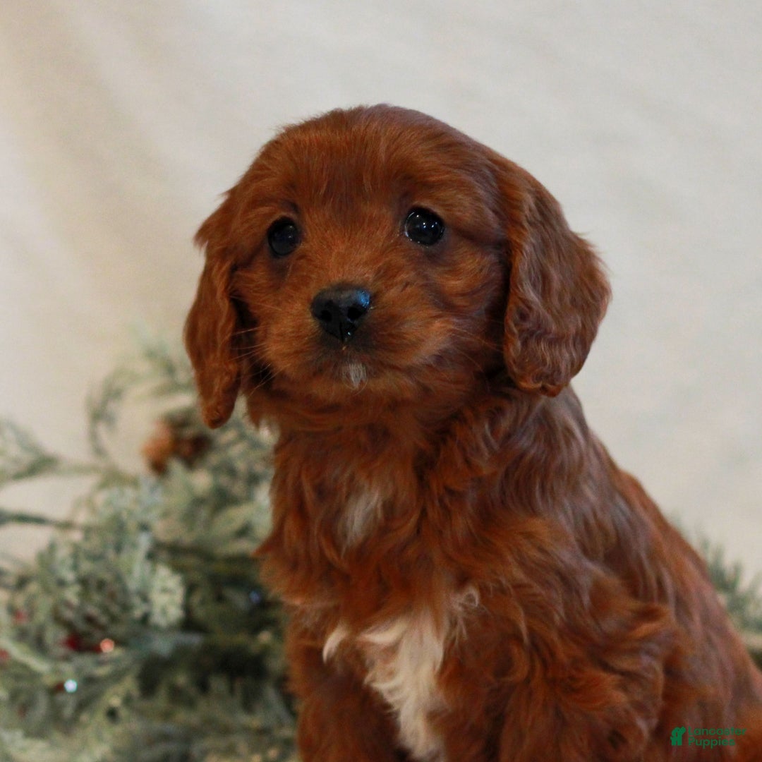 Cavapoo dogs for sale: Becca  - Ad 2