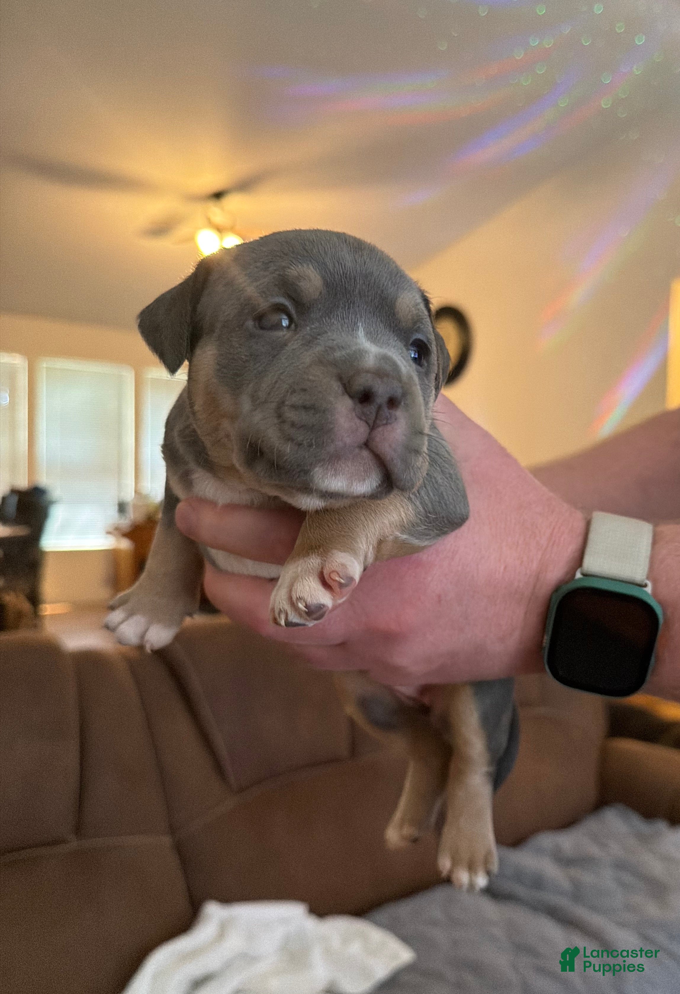 American Bully dogs Lydia - Ad 1