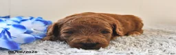 Mini Goldendoodle dogs for sale: Archie  - Ad 13