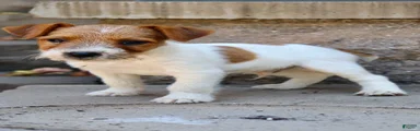 UKC Brody