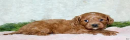 Cavapoo dogs for sale: Cavapoo 1 - Ad 3