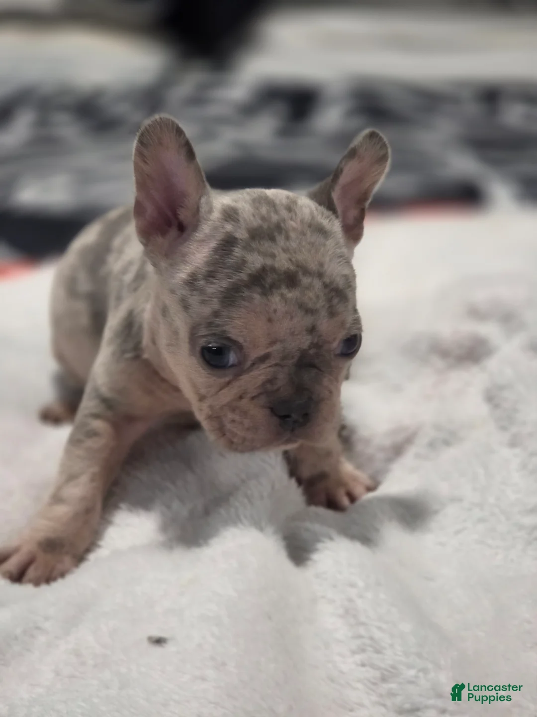 French Bulldog dogs for sale: French Bulldog Puppy 5 - Ad 2