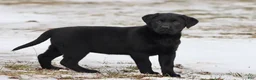 Labrador Retriever dogs for sale: Espresso  - Ad 3