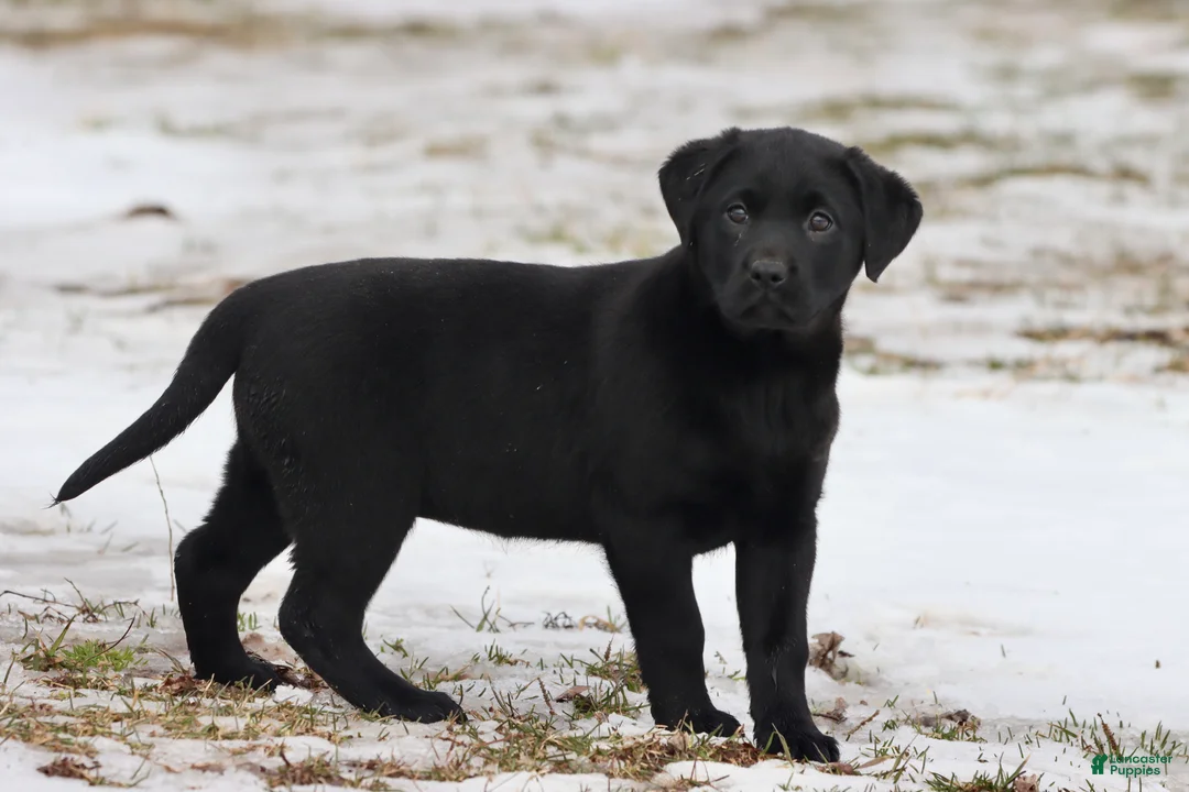 Labrador Retriever dogs for sale: Espresso  - Ad 3