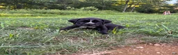 Cane Corso dogs for sale: Max - Ad 11