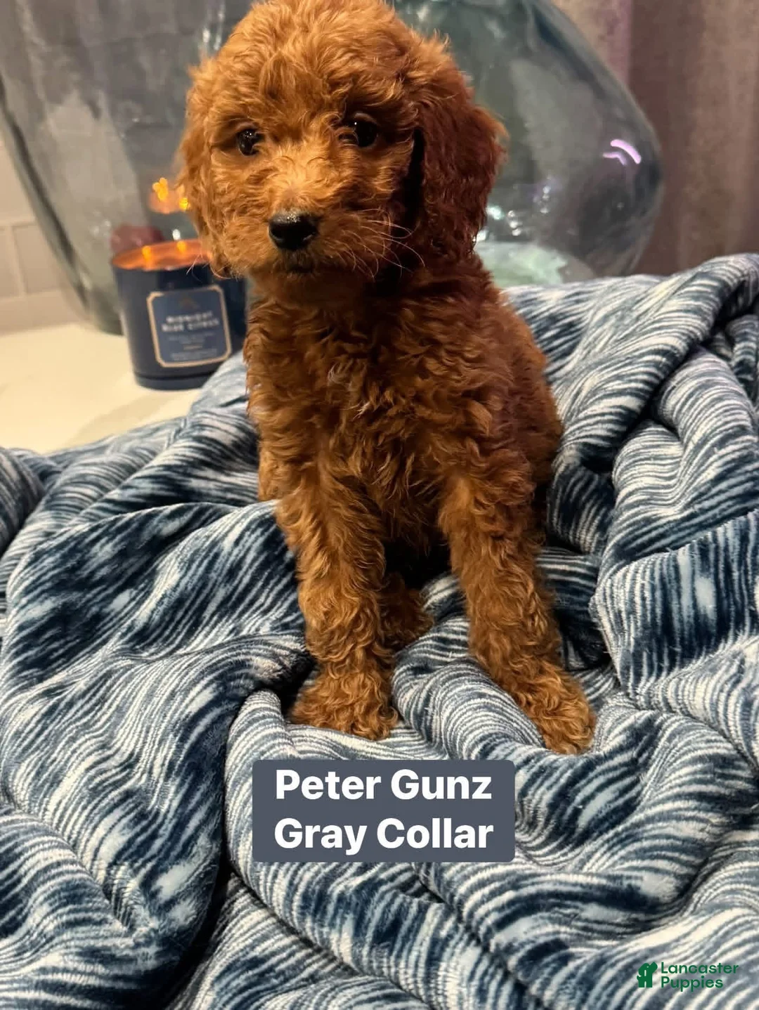 Standard Poodle dogs for sale: Peter Gunz - Ad 1